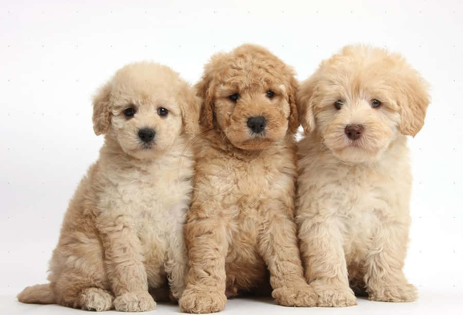 Goldendoodle Pictures Wallpaper