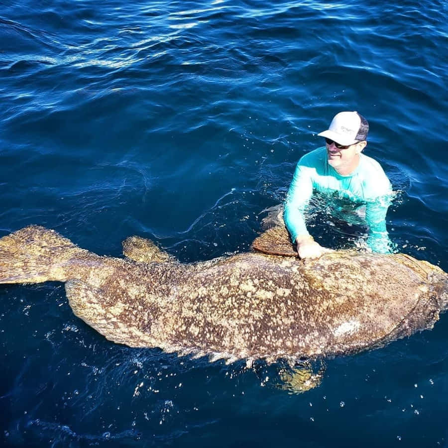 Goliath Grouper Taustakuva