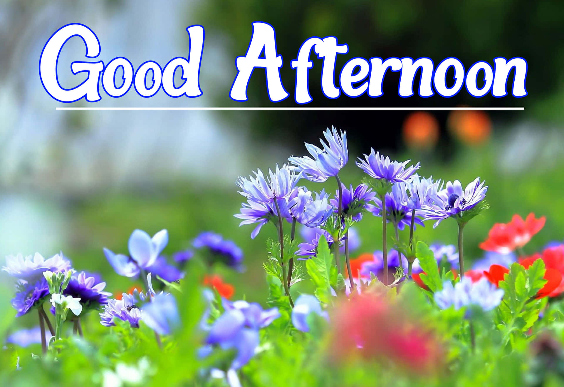 Good Afternoon Pictures Wallpaper