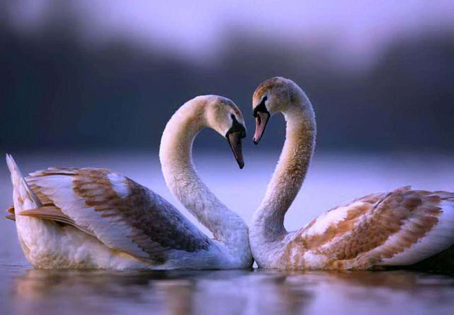 Two swans form a heart shape with their necks on calm water at twilight. — Goose Picture