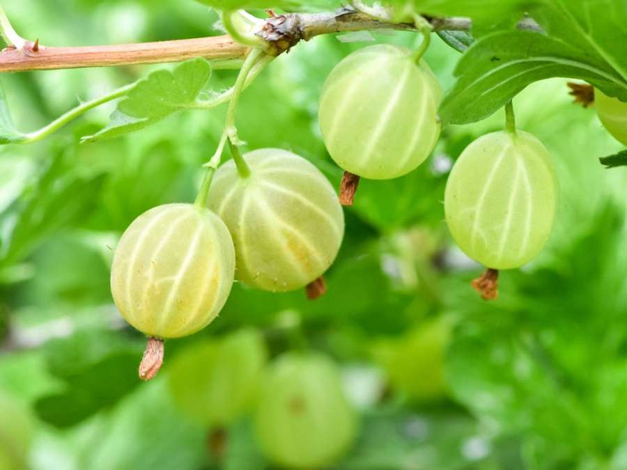 Cluster of green gooseberries on a leafy branch in a garden. — Gooseberry Wallpaper