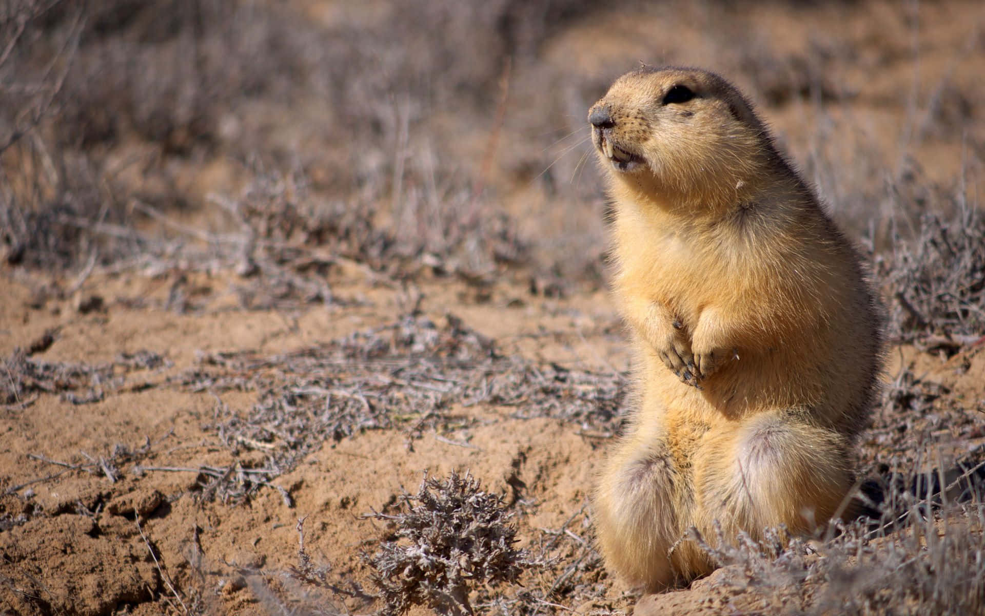 Preeriakoira seisoo pystyssä kuivassa aavikkomaisemassa. — Gopher Taustakuvat