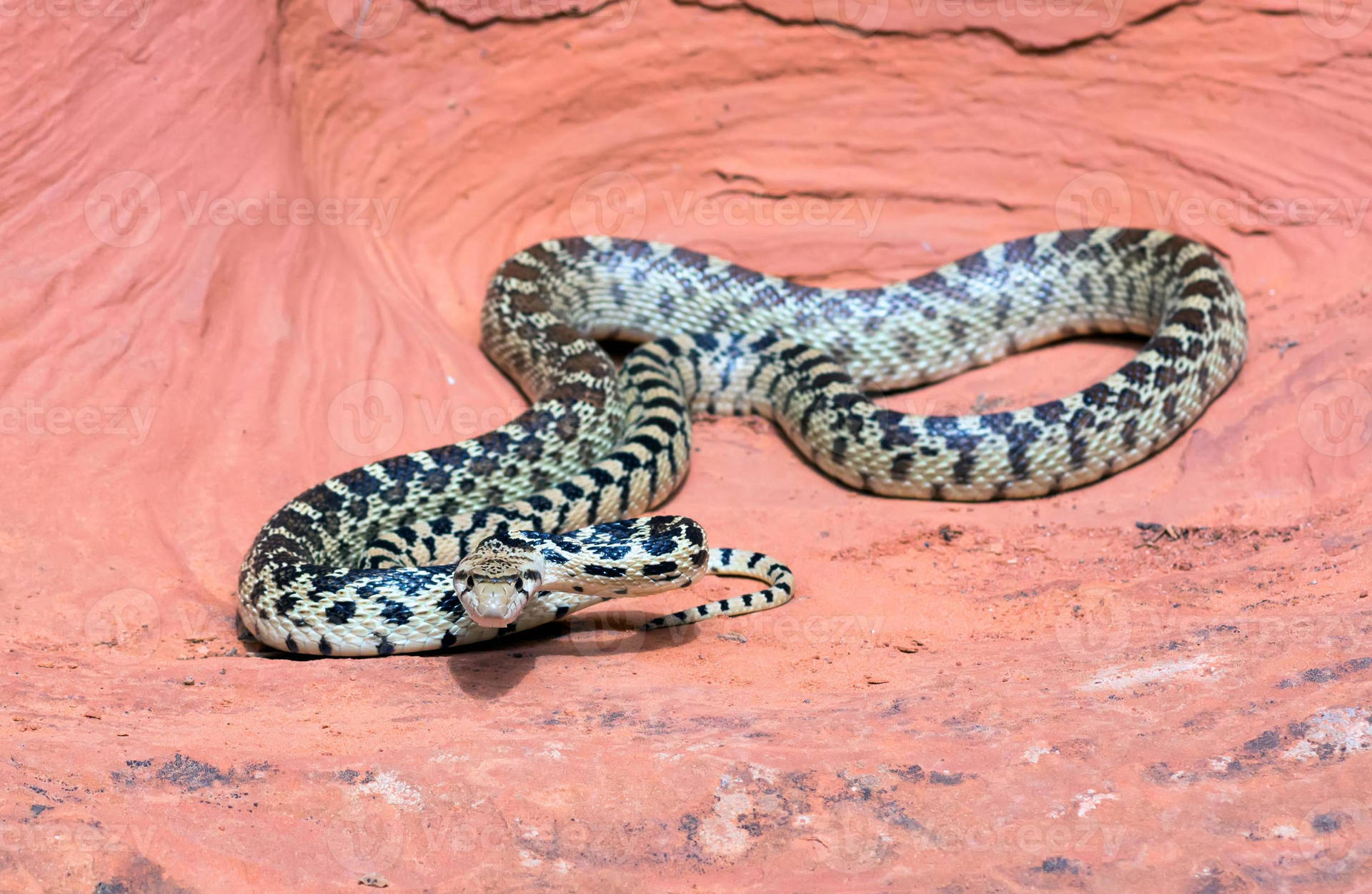 Gopher Snake Bakgrunnsbildet