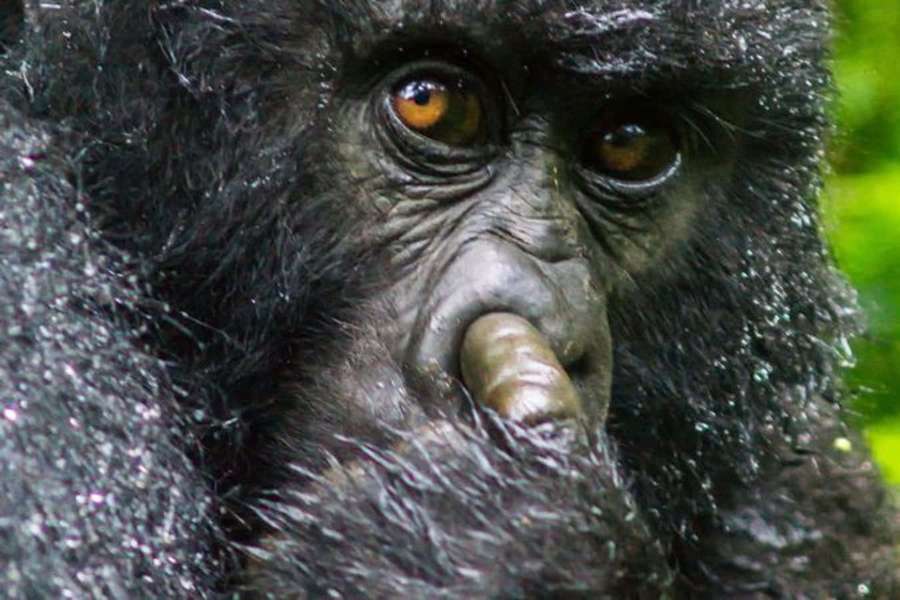 Gorila con dedo en los labios en frondoso bosque verde — Gorila Fondos de pantalla