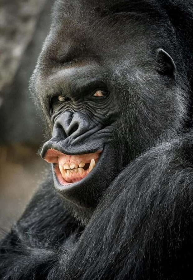 Ein Gorilla mit offenem Mund, der Zähne und Zahnfleisch zeigt. — Gorilla Bilder
