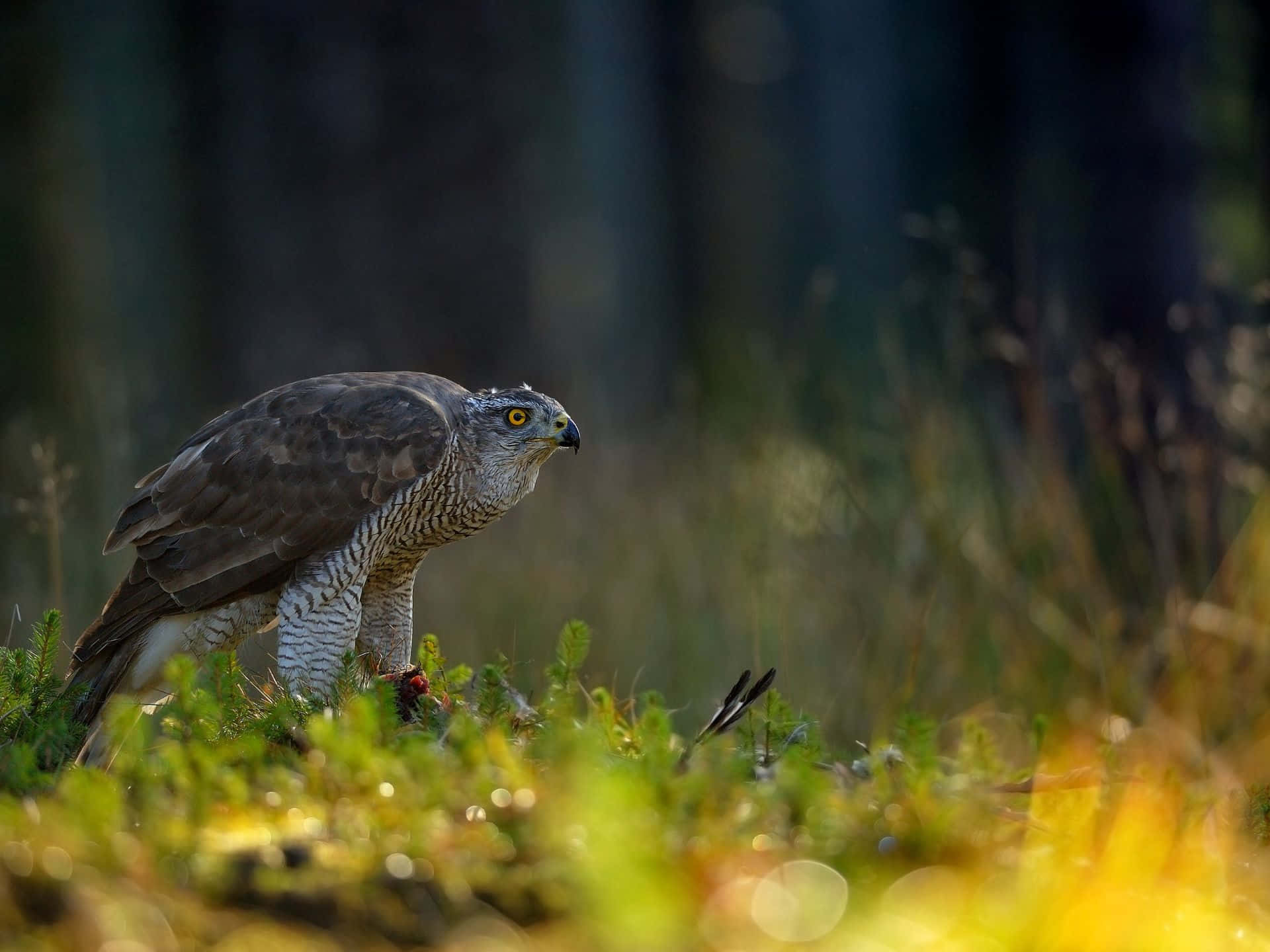 Goshawk Wallpaper