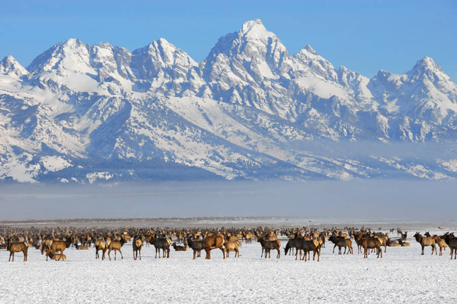 Grand Teton Nationaal Park Achtergrond