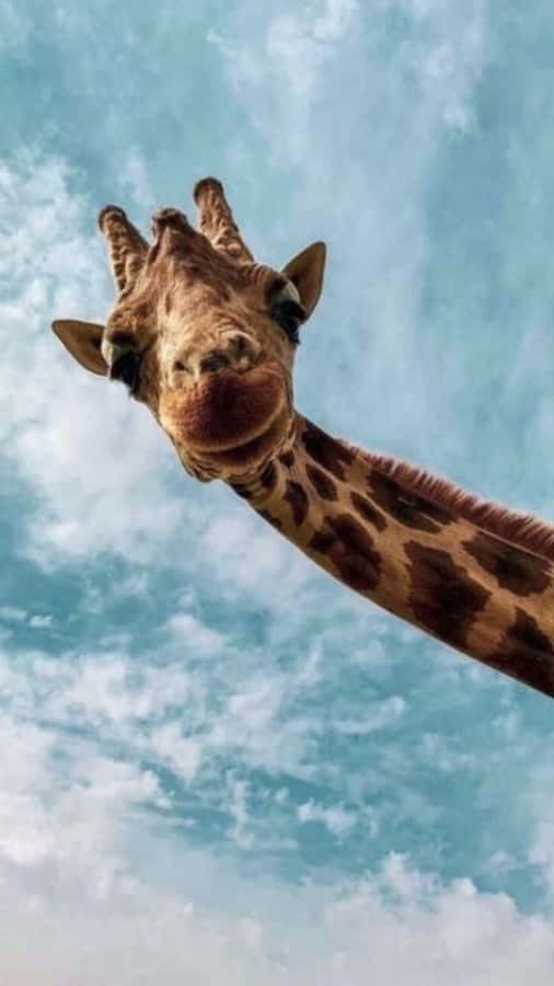 Grappige Giraffe Achtergrond