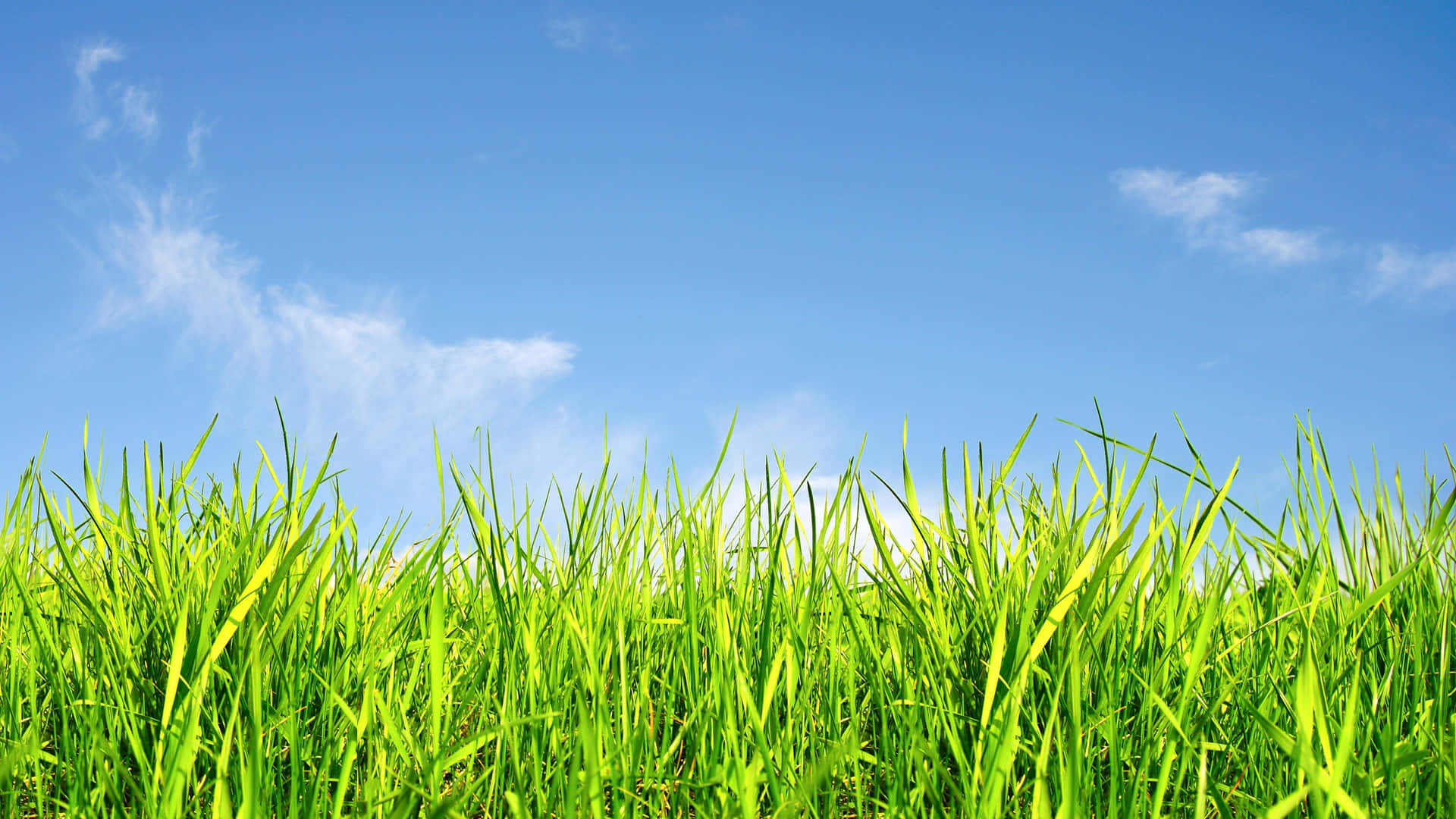Grass And Sky Background Wallpaper