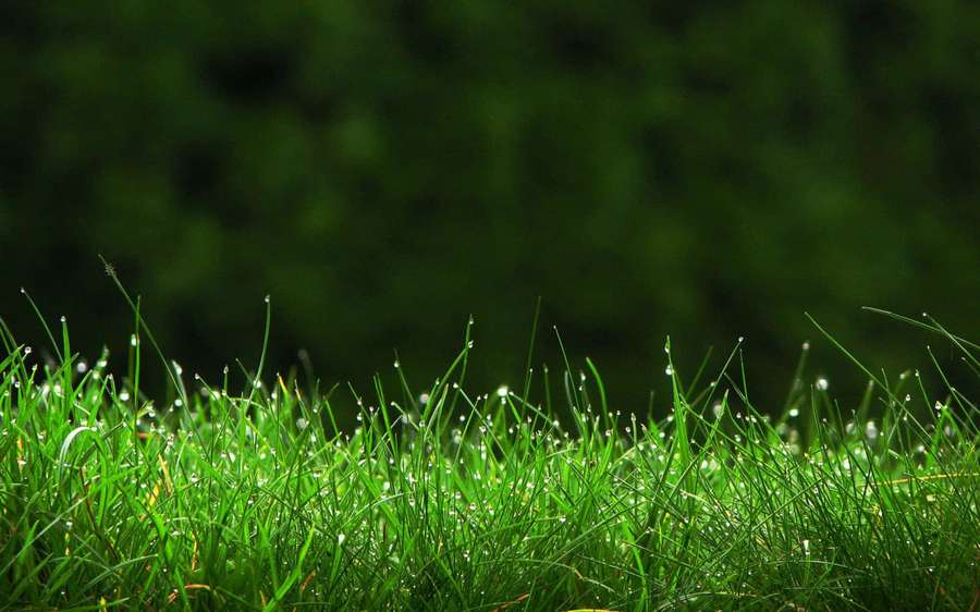 Close-up of dew-covered grass blades in a forest clearing at dawn. — Grass Picture