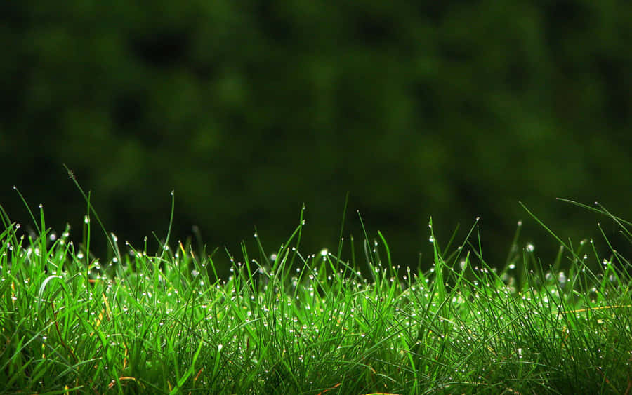 Grass Pictures Wallpaper