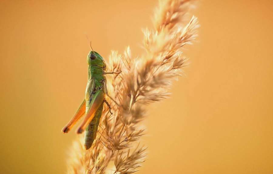 A green grasshopper on golden grass in warm sunlight. — Grasshopper Background
