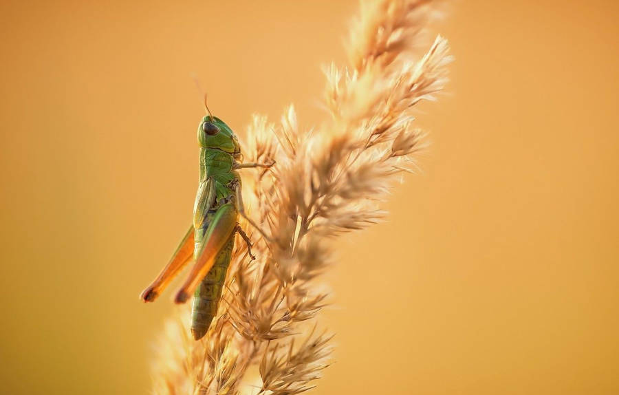 Grasshopper Background Wallpaper