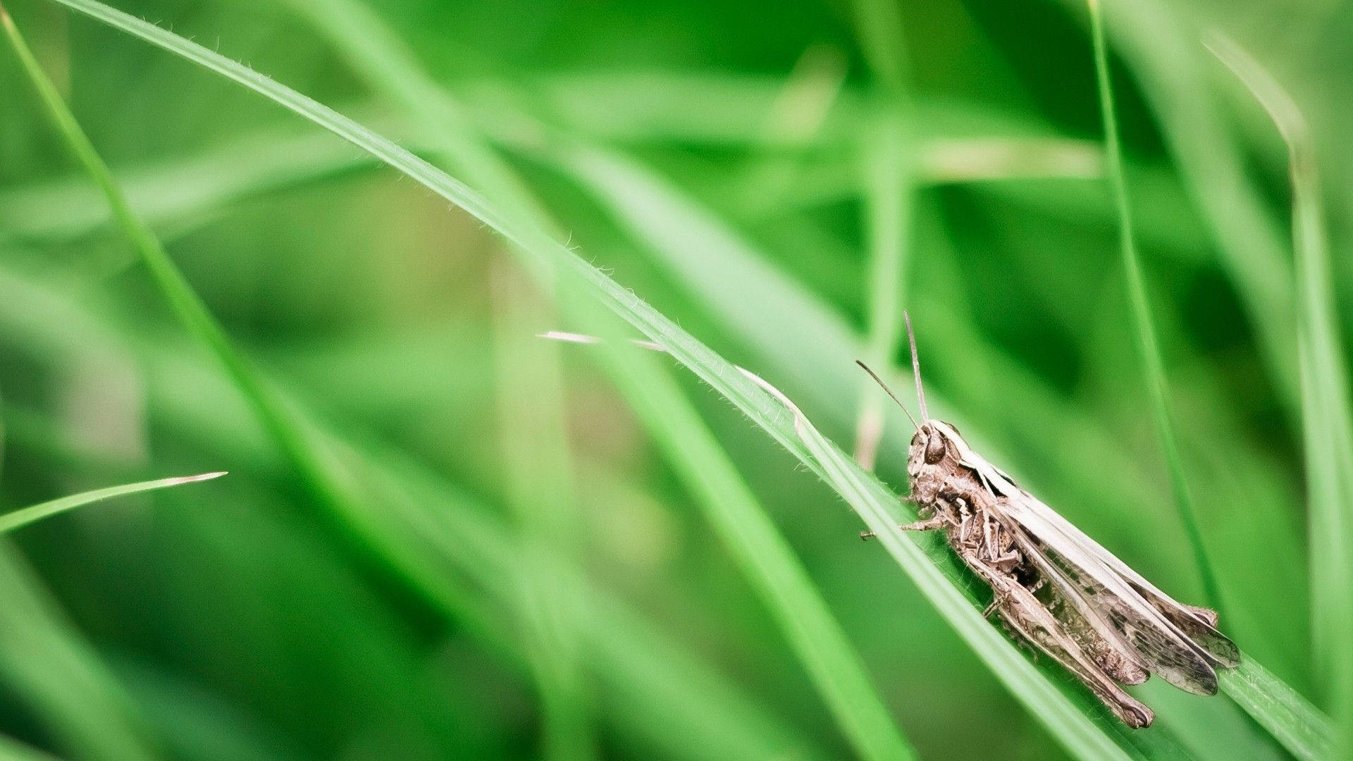 Grasshopper Baggrunde