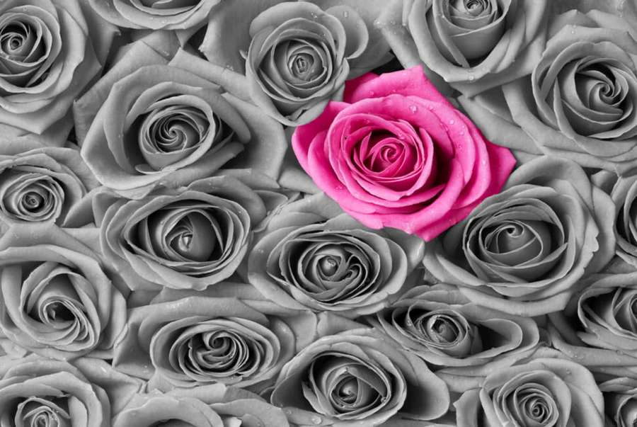 A single pink rose surrounded by grayscale roses with water droplets. — Gray And Pink Wallpaper