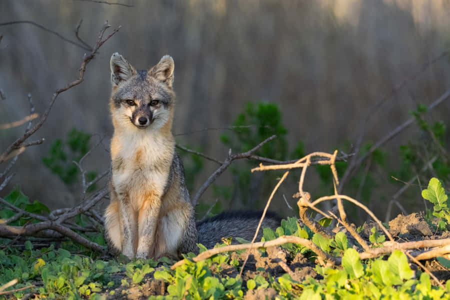 Gray Fox Bilder