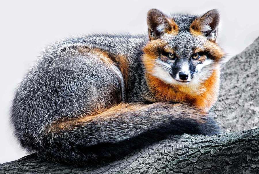 Gray fox with orange markings resting on a tree branch — Gray Fox Wallpaper