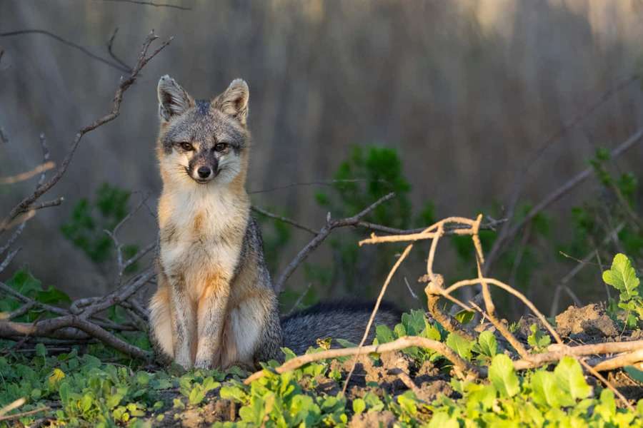 A gray fox sitting in grass and twigs under sunlight. — Gray Fox Picture