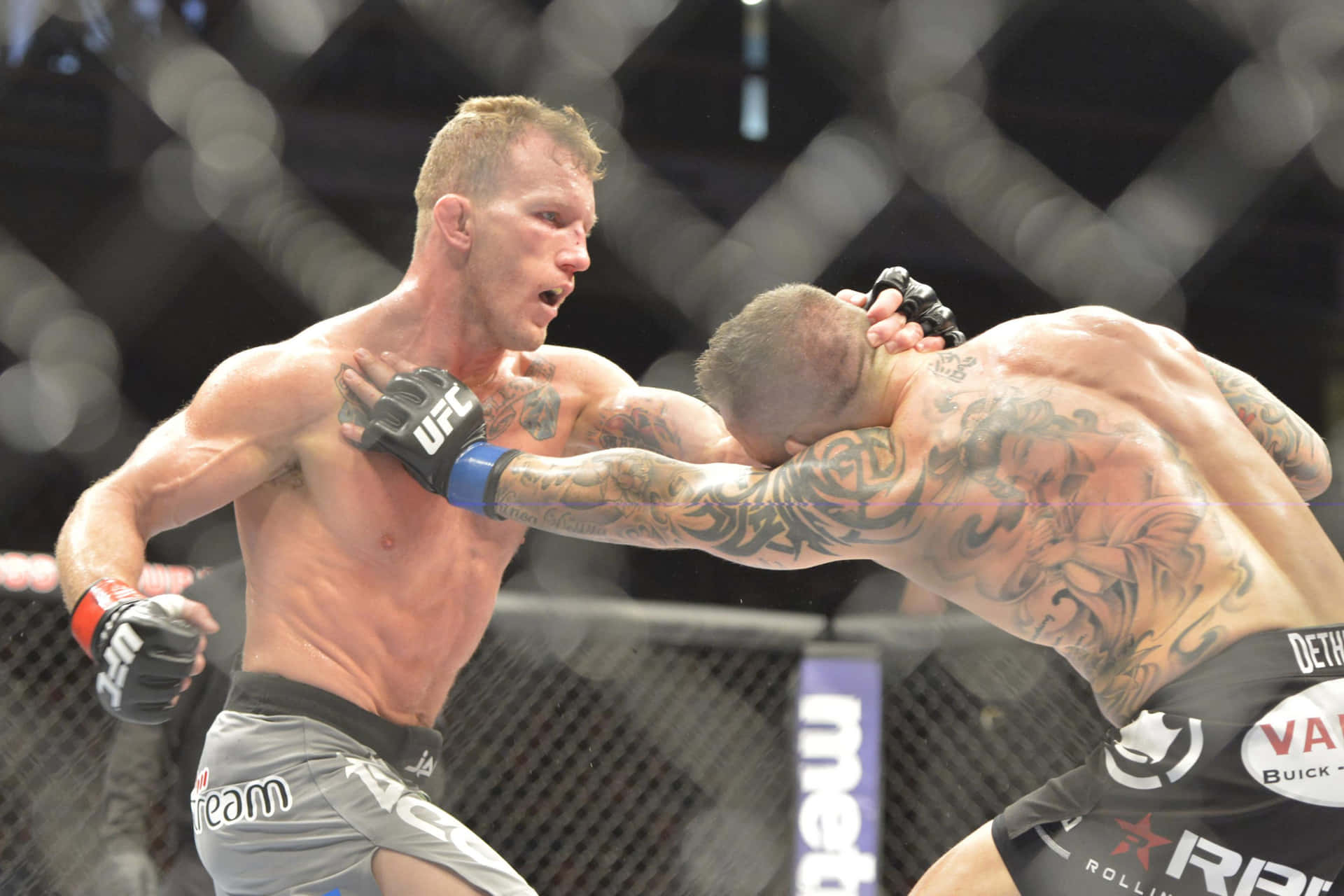 Gray Maynard Wallpaper