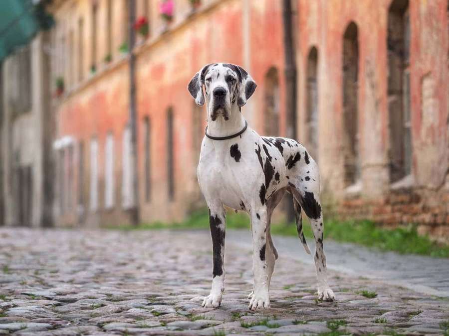 Eine große gefleckte Deutsche Dogge, die auf einer Kopfsteinpflasterstraße vor alten Gebäuden steht. — Great Dane Wallpaper