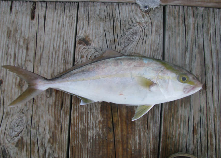 Greater Amberjack Bakgrunnsbildet