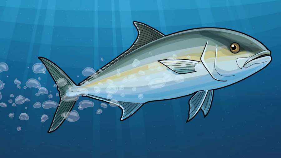 A tuna fish swimming underwater with bubbles and sun rays. — Greater Amberjack Wallpaper