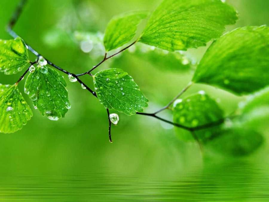 Grønne blade med vanddråber på en sløret naturbaggrund. — Green Desktop Wallpapers