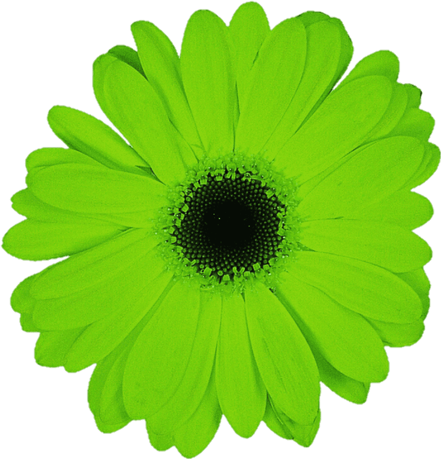 Green Flower Png