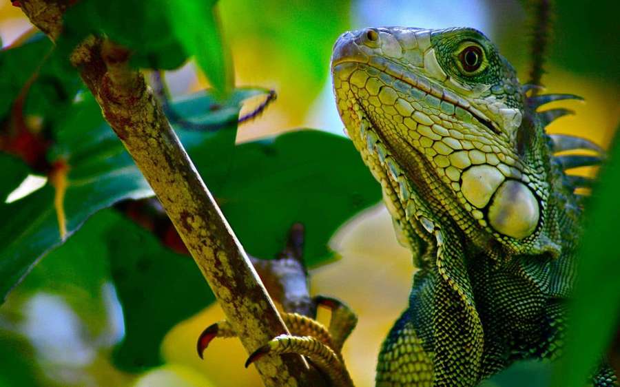 A green iguana perched on a tree branch in a tropical forest. — Green Iguana Background
