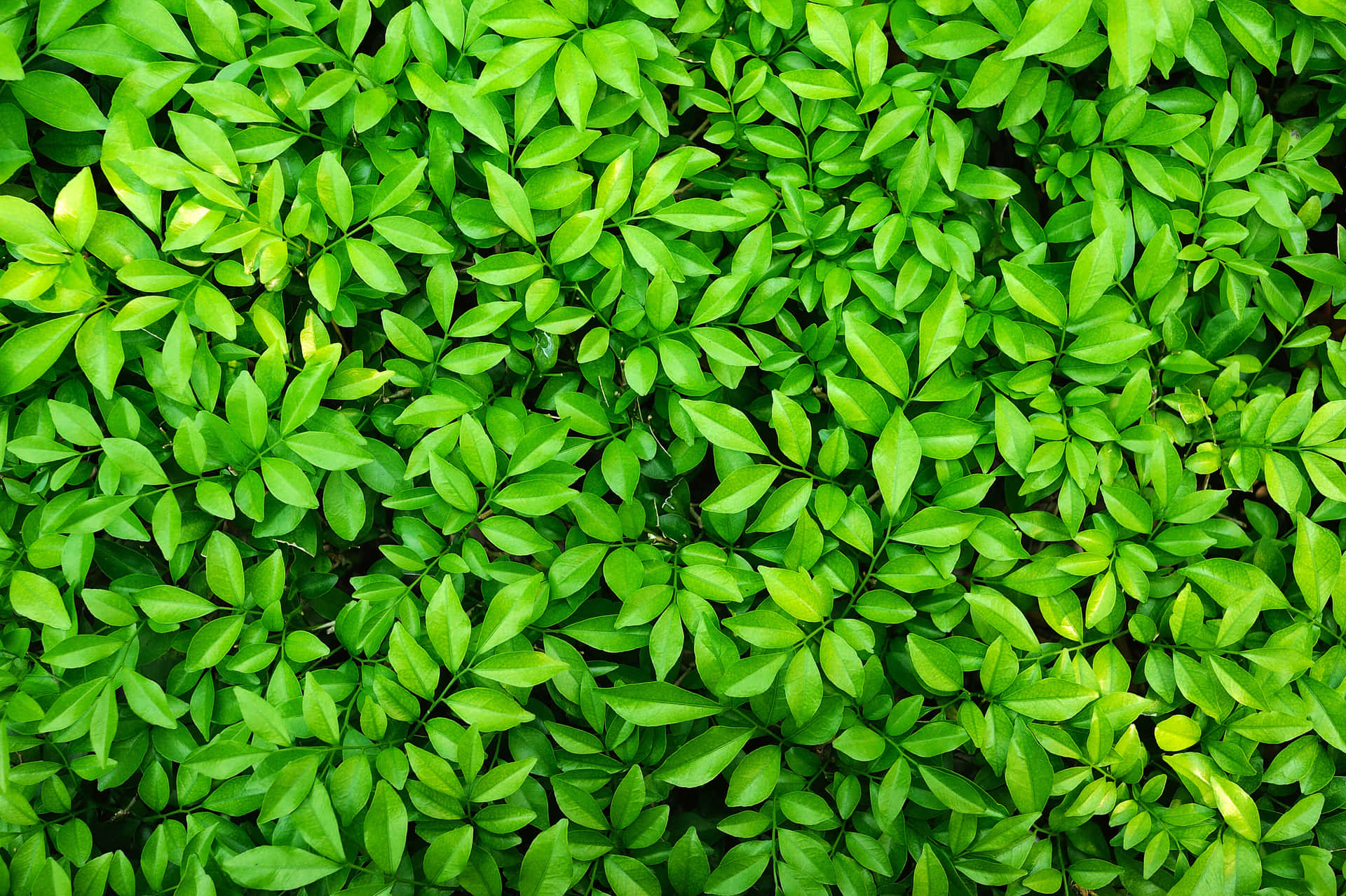 Green Leaves Background Wallpaper