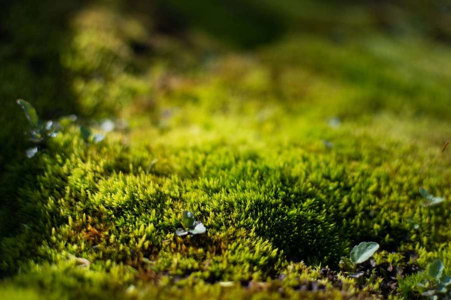 Close-up of lush green moss with small leaves under dappled sunlight. — Green Moss Wallpaper