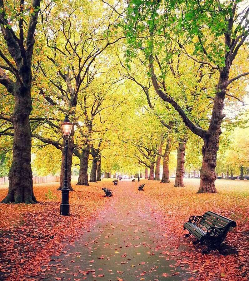 Autumn park path with fallen leaves and benches under golden trees. — Green Park Wallpaper