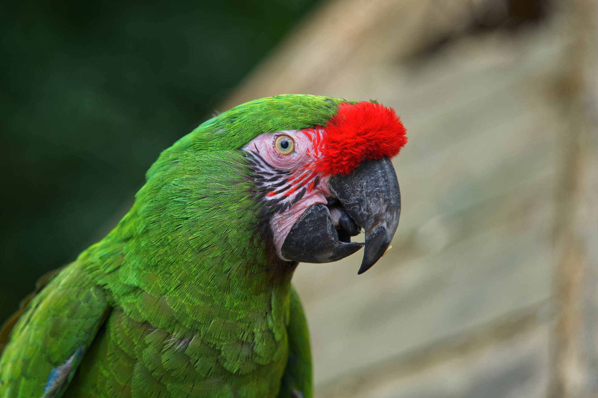 green macaw wallpaper
