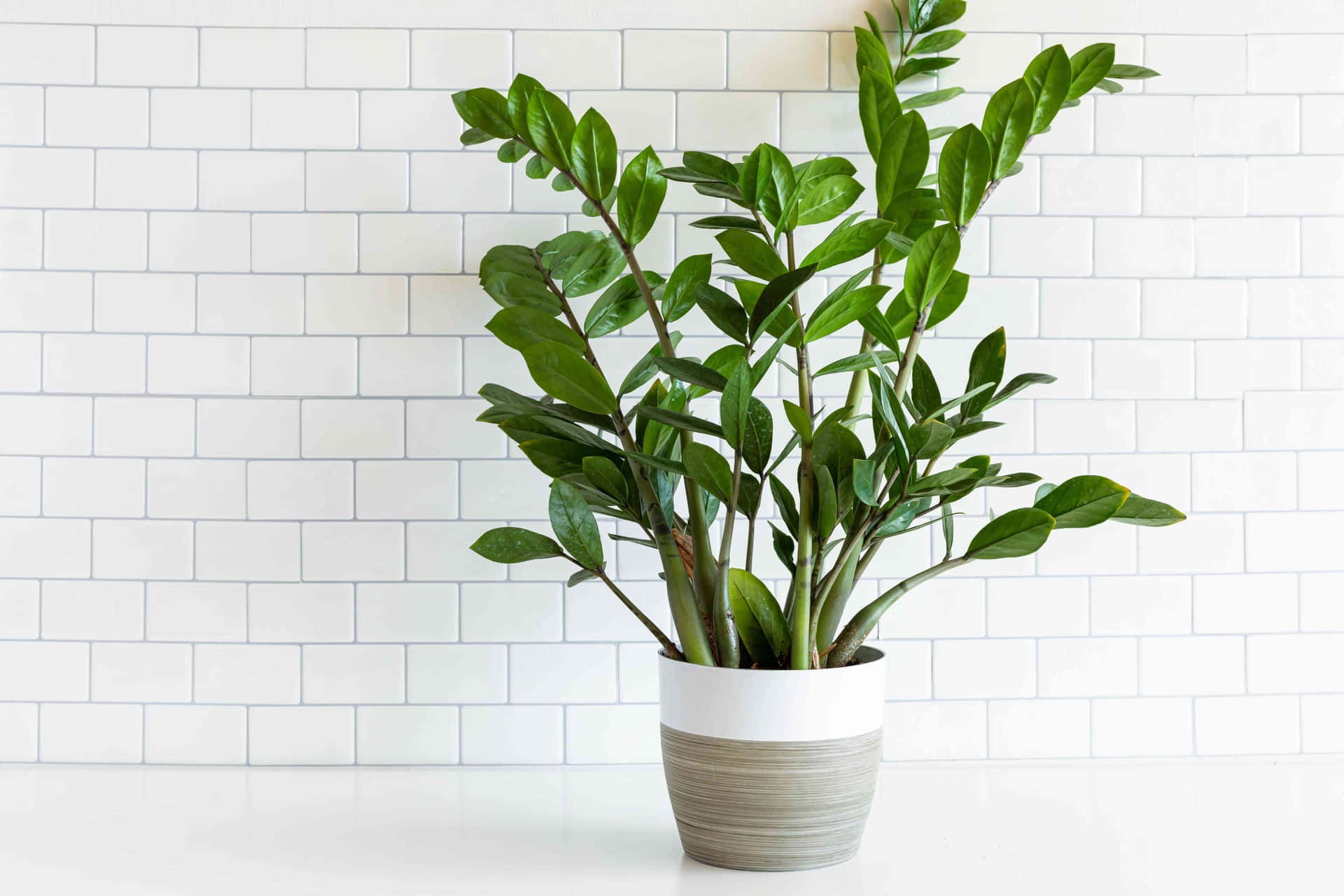 Green Plant Wallpaper