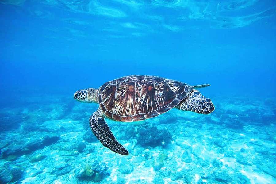A sea turtle swimming over a coral reef in clear blue water. — Green Sea Turtle Wallpaper