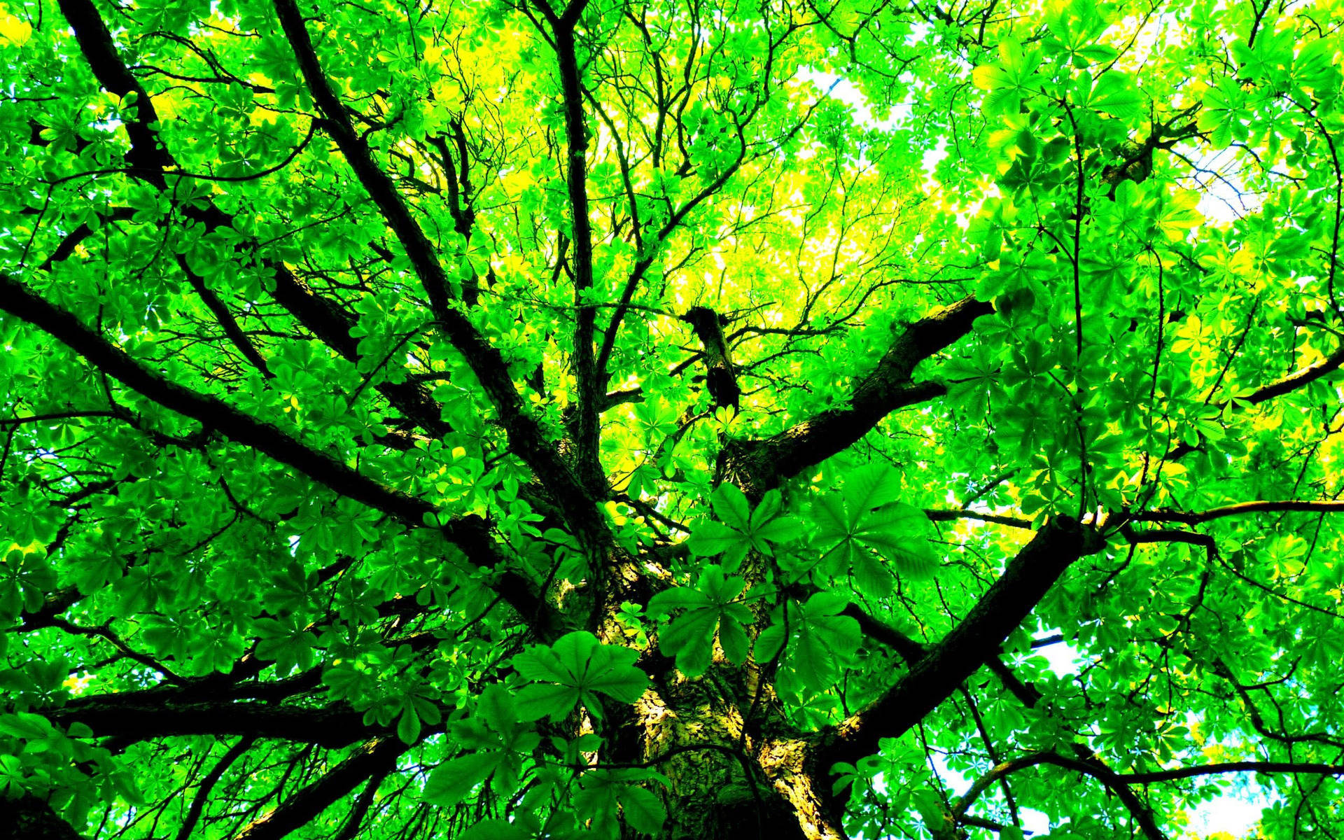 Green Tree Wallpaper Images