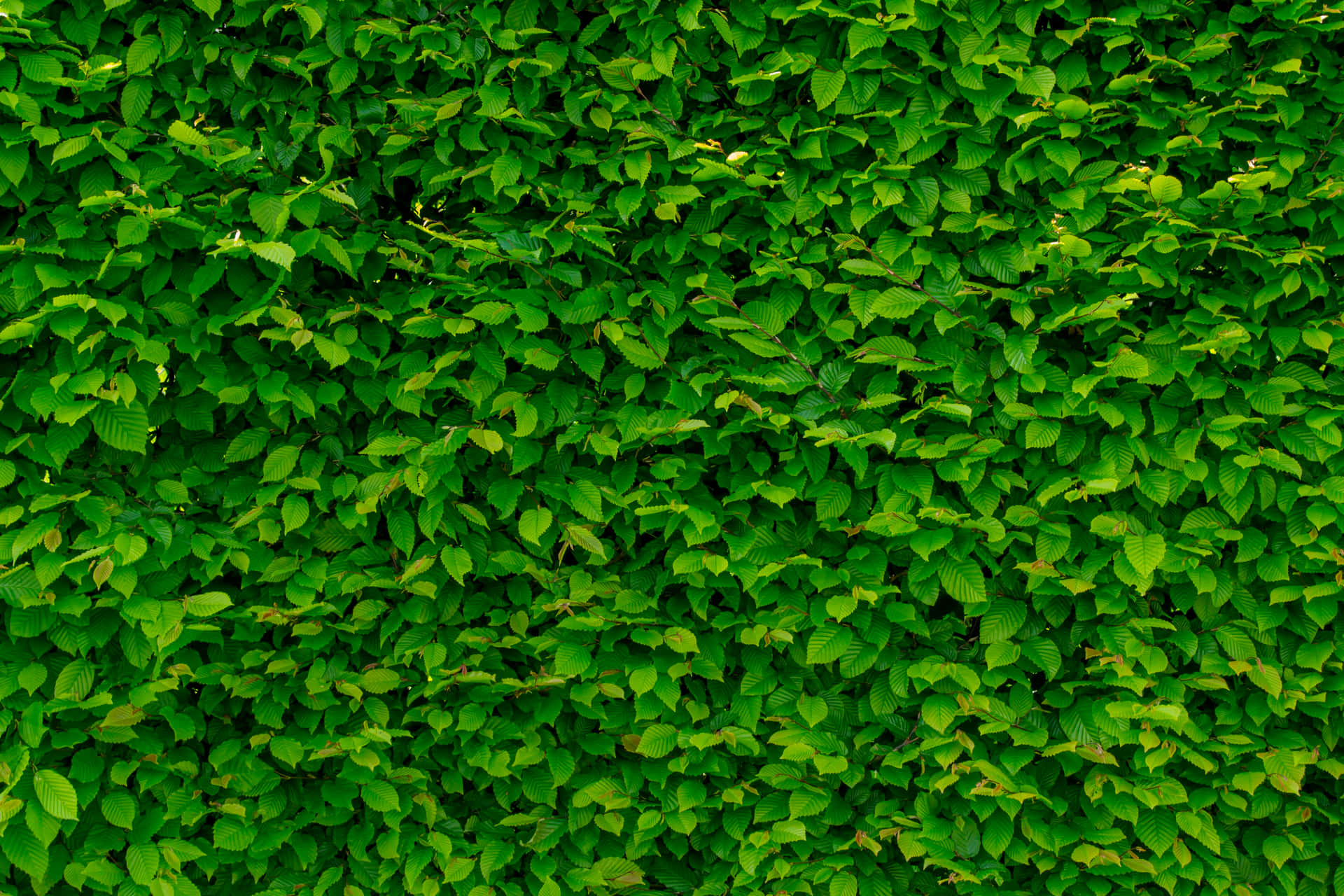 Greenery Background Wallpaper