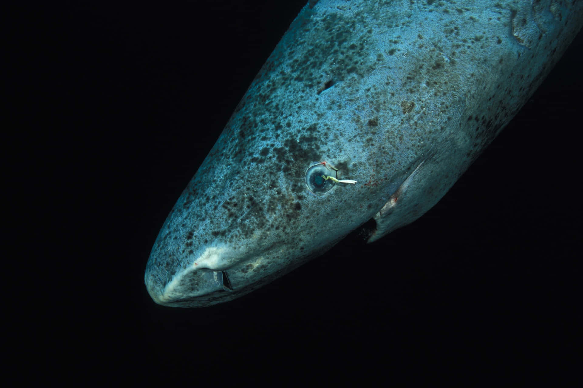 Greenland Shark Wallpaper