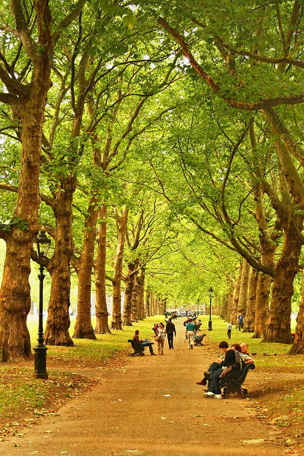 Groen Park Achtergrond