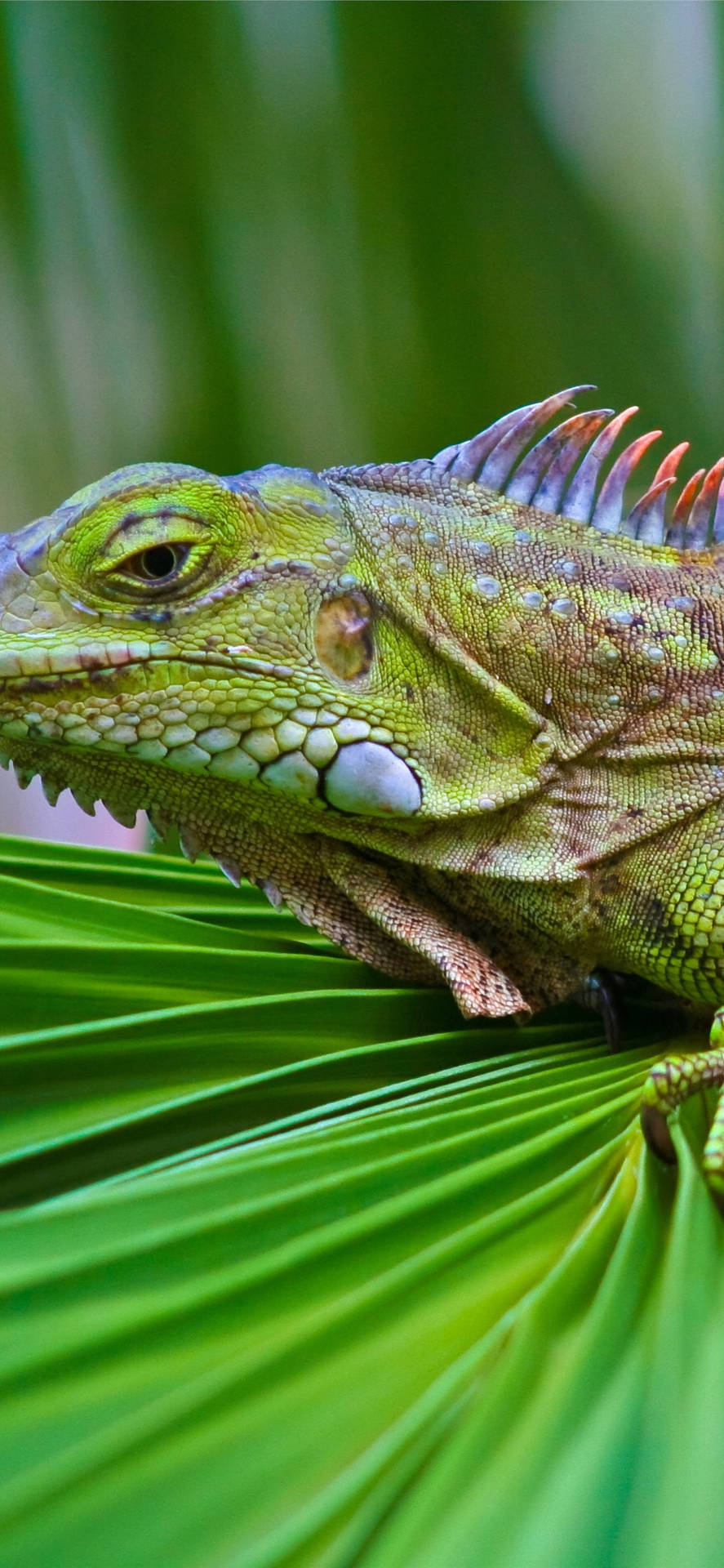 Groene Iguana Achtergrond