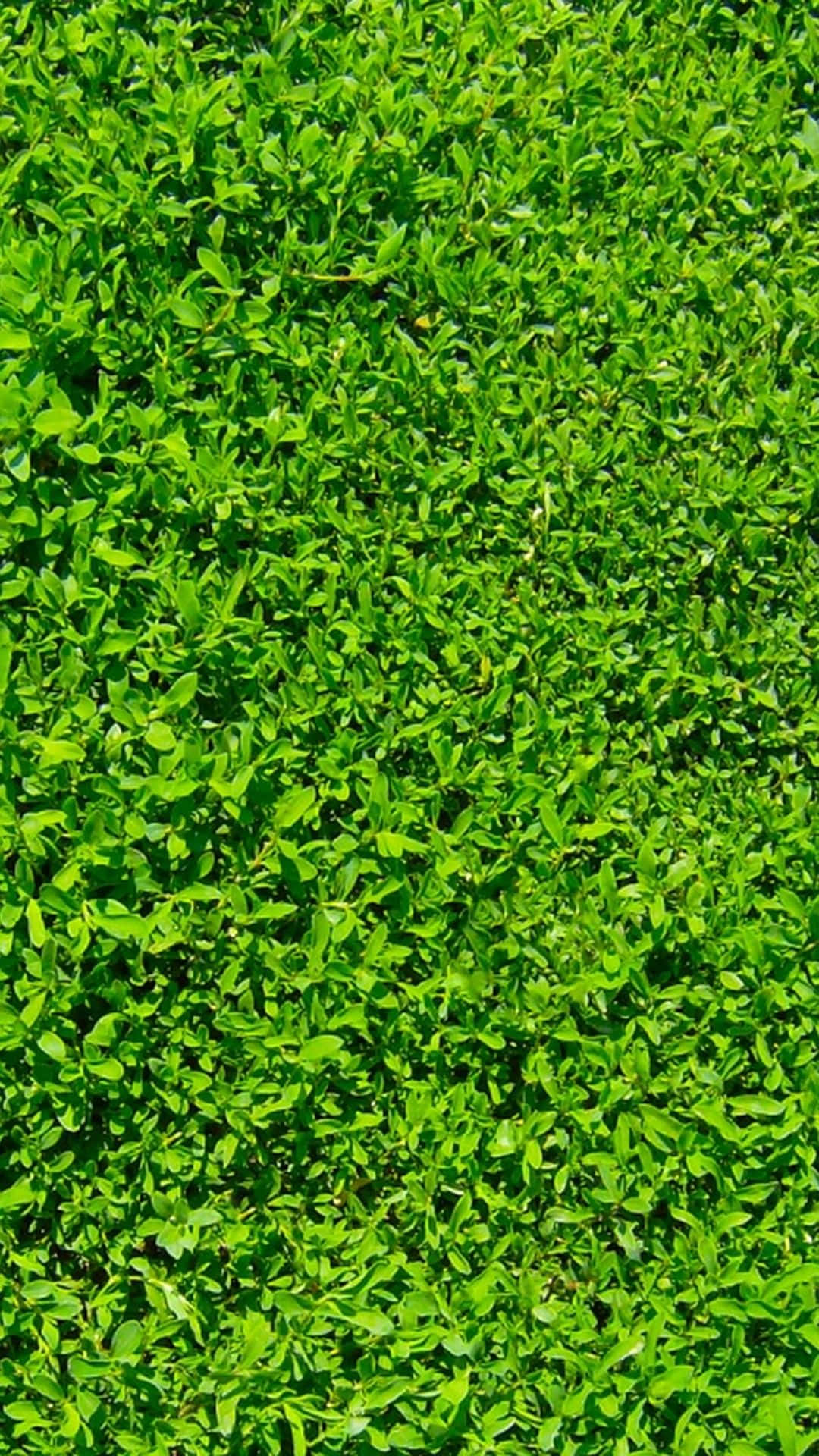 Grön Natur Iphone Wallpaper