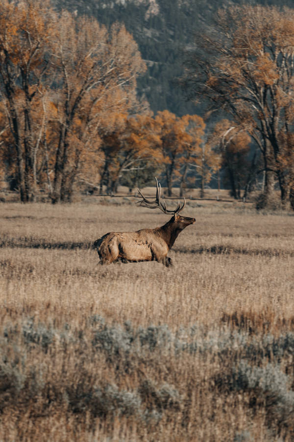 Grote Buck Achtergrond