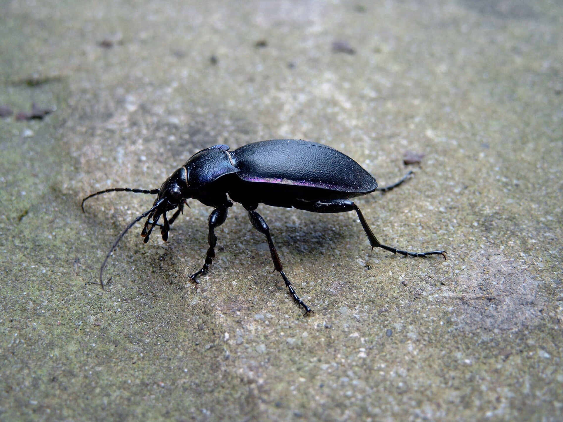 Ground Beetle Wallpaper