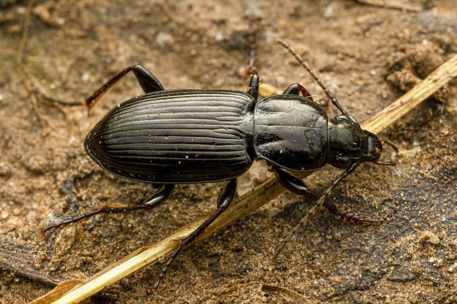 Ground Beetle Achtergrond