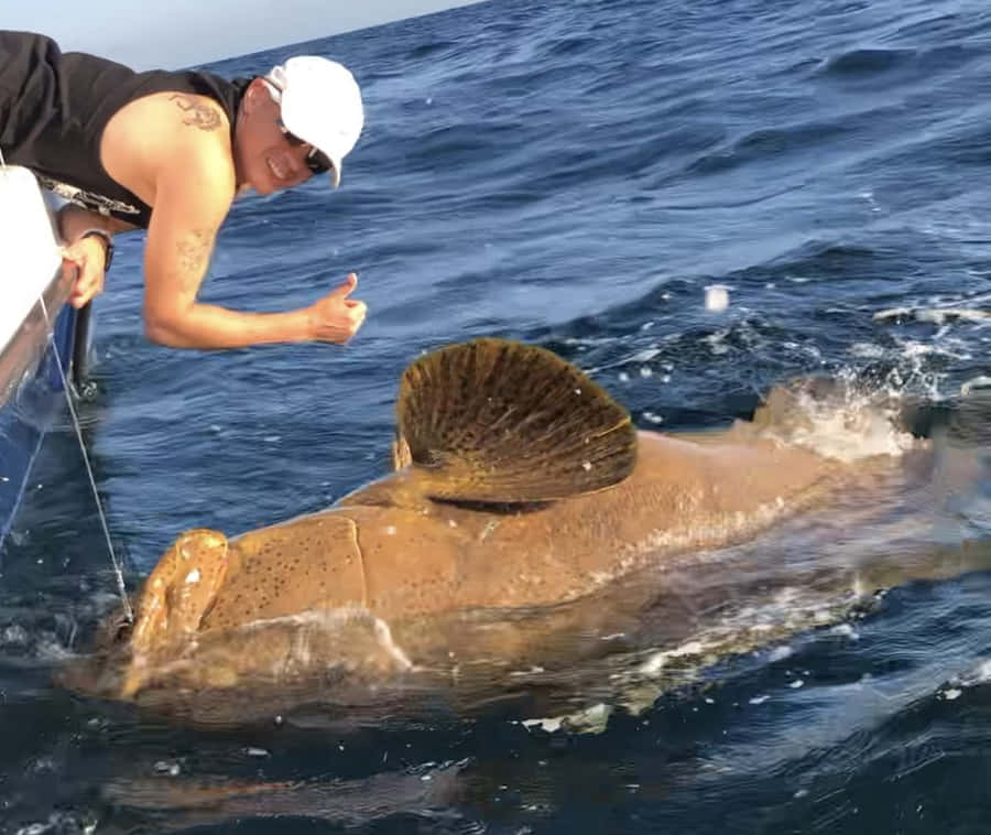 Grouper Goliath Fond d'écran