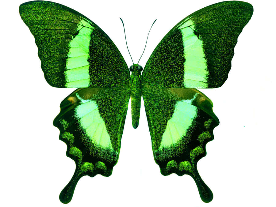 Grüner Schmetterlingshintergrund