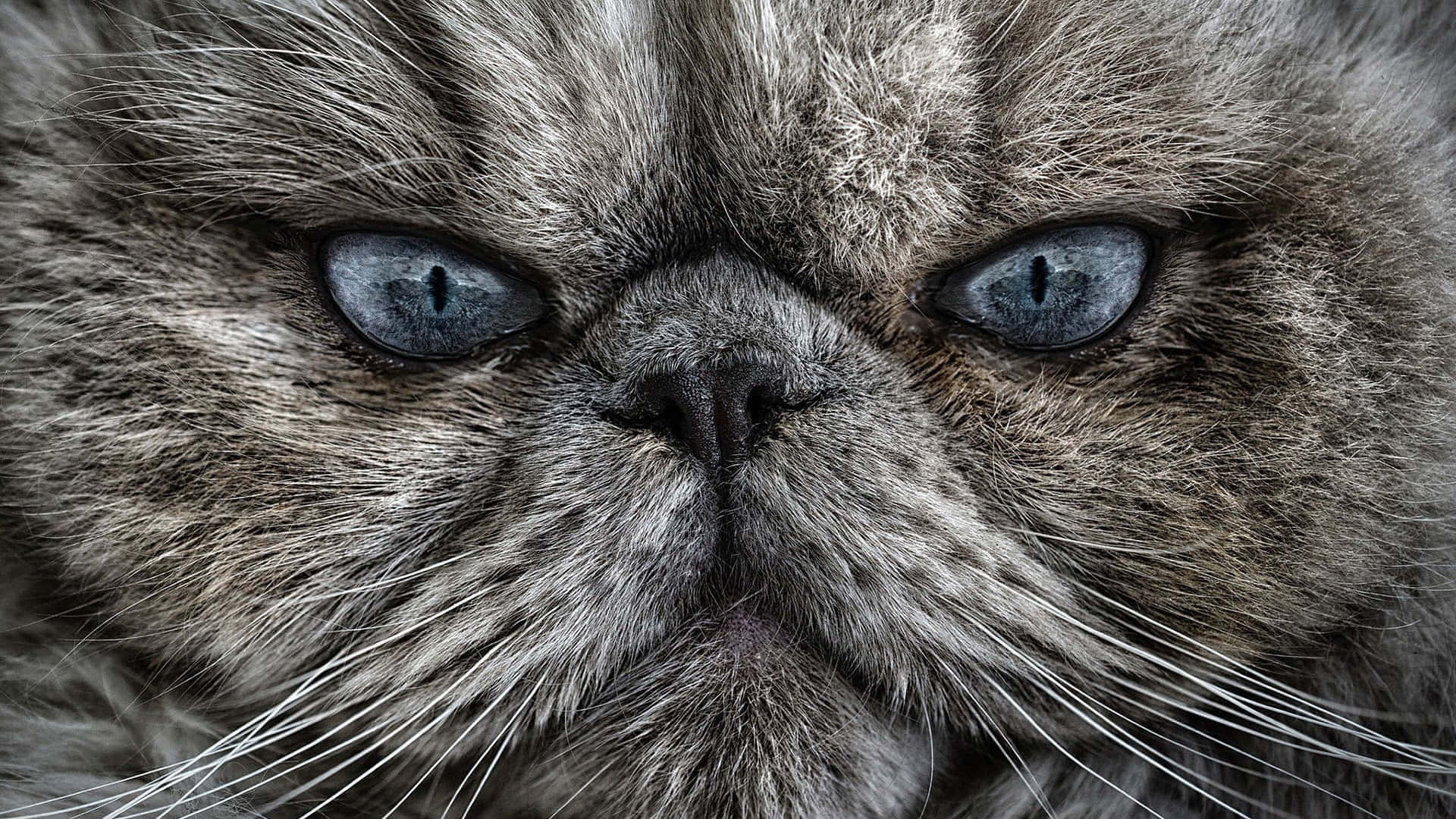 Grumpy Cat Pictures Wallpaper