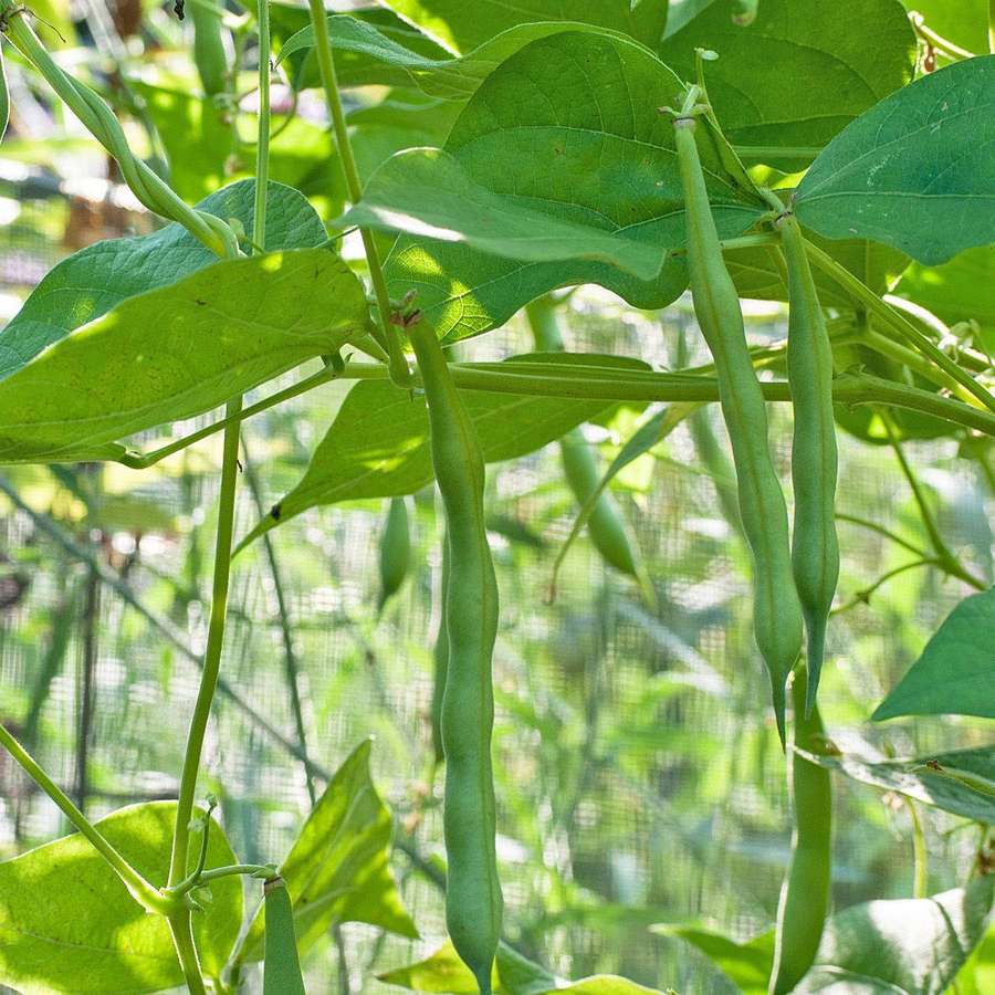 Grüne Bohnenschoten hängen an Ranken in einem sonnigen Garten. — Grüne Bohnen Wallpaper