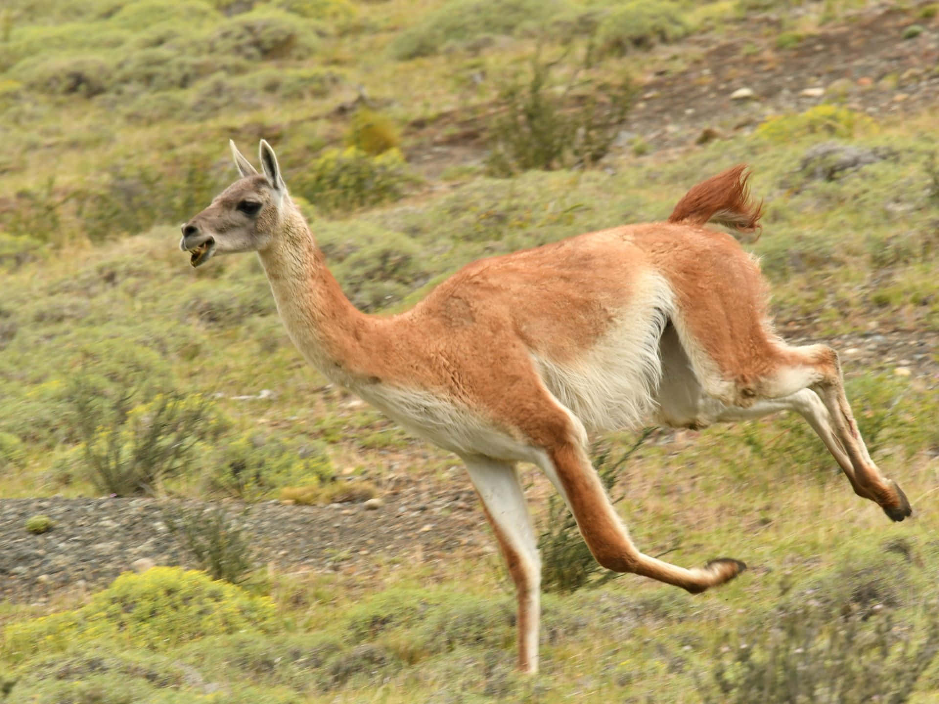 Guanaco Achtergrond