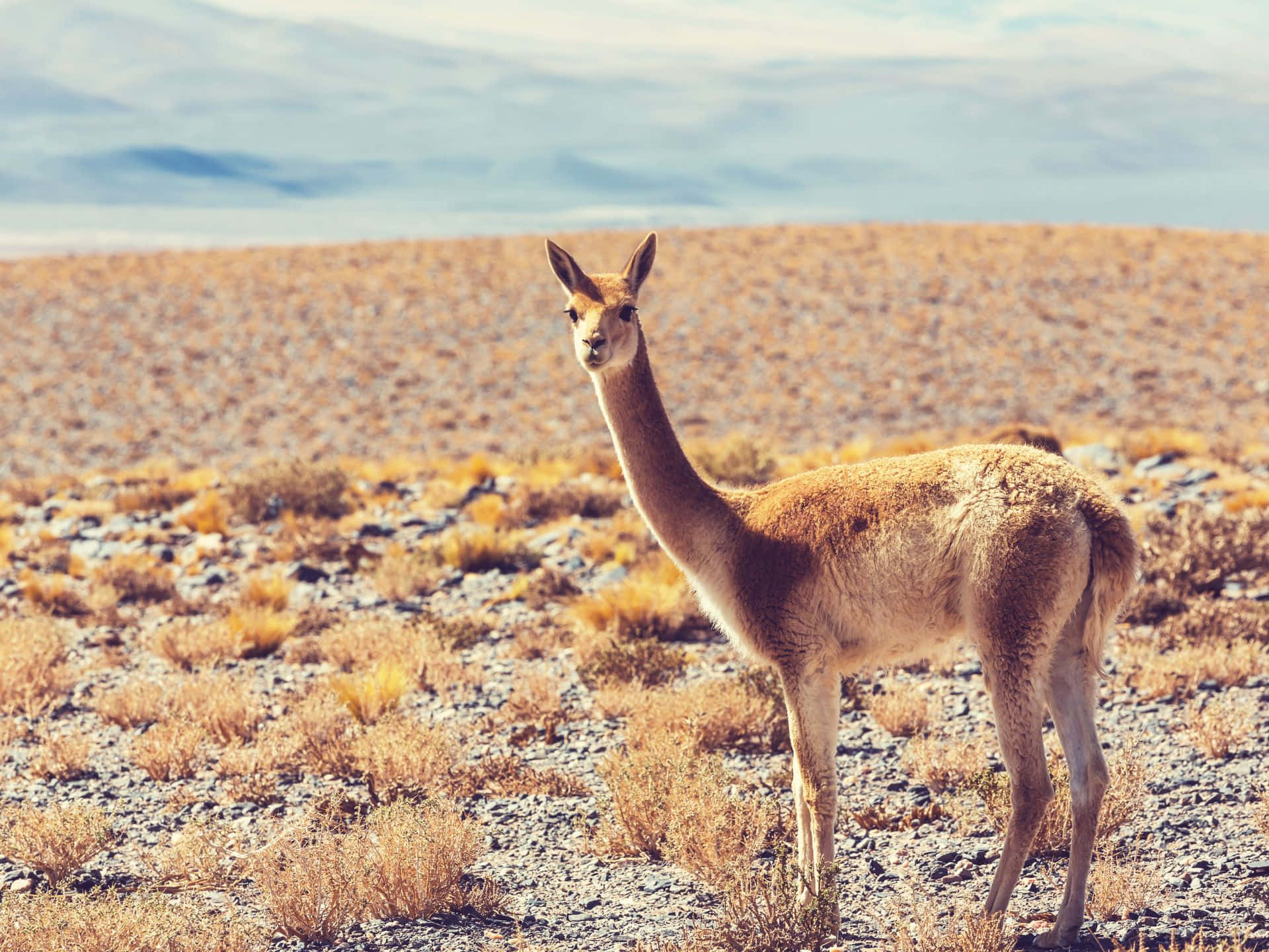 Guanaco Bakgrunnsbildet